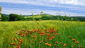 Blumenfeld bei Freital