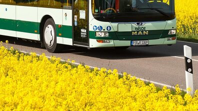 Bus im Rapsfeld